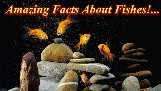 Amazing Facts About Fishes!.. / Fish Aquarium Tamil
