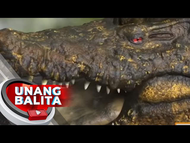 GMA exports ‘Lolong’ to Indonesia; ABS-CBN’s ‘The Legal Wife’ a hit in Malaysia