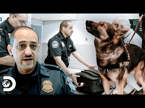 Perros detectan dinero sospechoso en equipajes | Aeropuerto 24/7 Miami | Discovery Latinoamérica