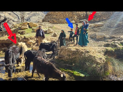 Milking the cows by Razia and taking the cows to drink water❤️😍❤️