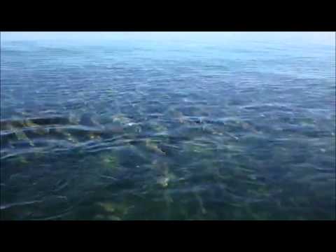 Massive Redfish School - Steinhatchee