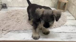 ミニチュアシュナウザーの動画01