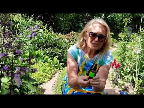 Różeniec górski - mała roślina o wielkich możliwościach leczniczych. Melarosa #72