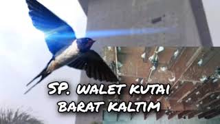 Download lagu Suara Panggil Walet Kaltim 2021 - Kutai Barat / Voice Dial Swallow Borneo 2021 mp3