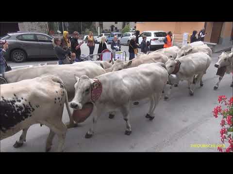 TRANSUMANZA LA RUDUNA' A SAMPEYRE IN VALLE VARAITA (CN) DOM.  25 - 9 - 2022.