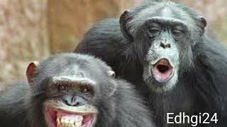 Download lagu monyet anjing dan babi mp3