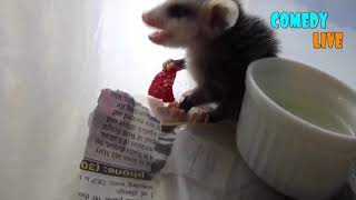 Самые Смешные Приколы 11