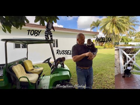 Monkey Angelika Escapes while in our yard adventures….🙈🤷‍♀️