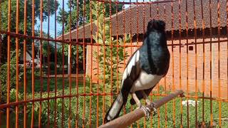 Download lagu JENIS KACER APAPUN LANGSUNG ON SEKALI MENDENGAR DAN LANGSUNG GACOR mp3