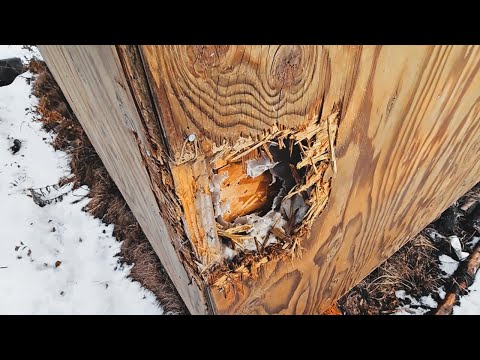 ALASKA 9 | NIEDŹWIEDŹ NADGRYZŁ MI DOM