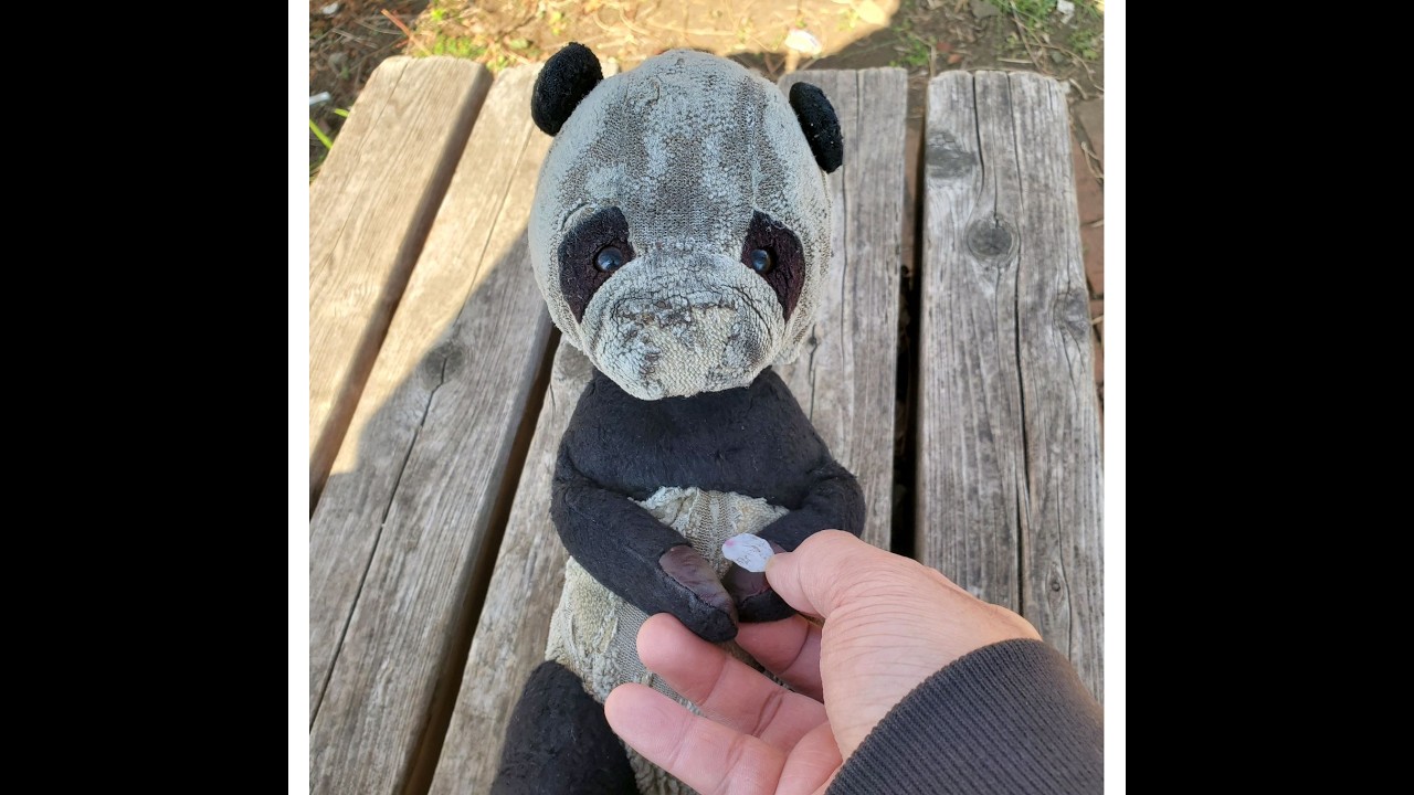 【Happy Birthday】ぱんちゃんのおたんじょうびおいわいライブ【2026/3/24】