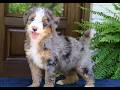 Mini Bernedoodle dogs for sale: Nash  - Video 1