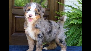 Video preview image #1 Bernedoodle (Miniature) Puppy For Sale in NARVON, PA, USA
