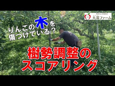 リンゴが木の上で腐るのはなぜですか?リンゴの木を守るにはどうすればよいですか?  庭園