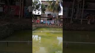 Download lagu Kolam Pancing Tambar Malem mp3