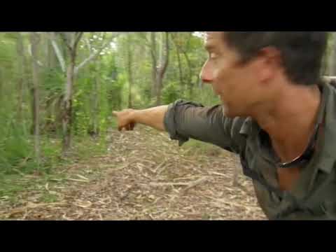 Ausgesetzt in der Wildnis - Salzwasserkrokodil