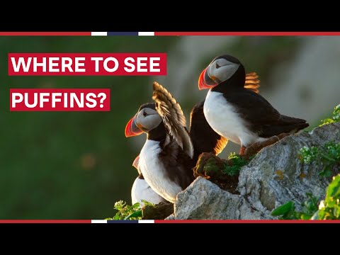WHEN and WHERE to see Puffins