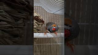 Download lagu Burung Pipit Zebra Jantan Bernyanyi mp3