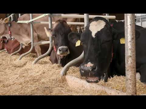 Automatisiertes Melken leicht gemacht: Der Lely Astronaut A5 im Detail erklärt
