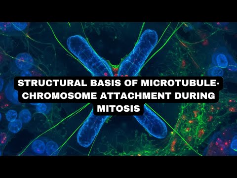 Structural Basis of Microtubule Chromosome Attachment During Mitosis
