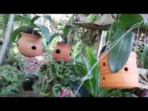 Orchids Update: Successful Repotting