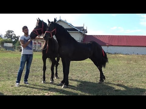 Friezienii lui Razvan de la Hateg, Hunedoara - 2019 Nou!!!