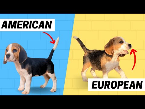 Is your Beagle Puppy American or European? Here’s How to Tell!