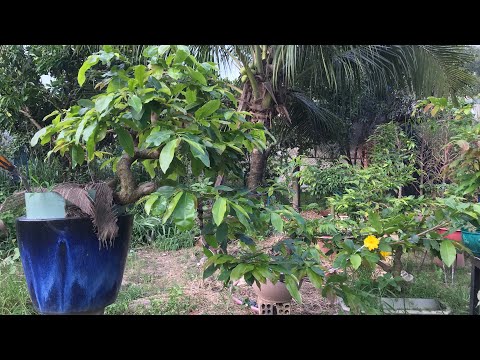 Cập nhật cây mai rong lá cắt tỉa giữa năm, chuẩn bị đổi phân N-P-K cho cây mai chơi tết