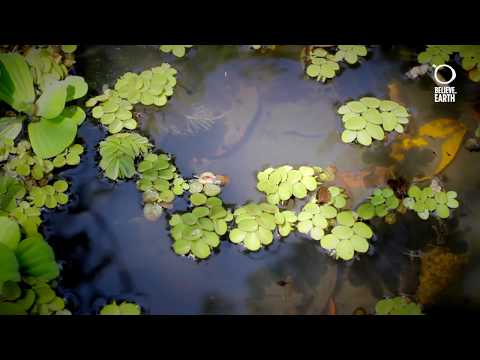 Rios e Ruas | José Bueno: Encontrando nascentes em São Paulo