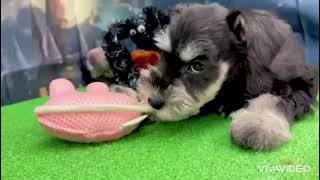 ミニチュアシュナウザーの動画01