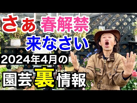 鉢植えのキンレンカ:ベランダであっという間にカラフルに 植物