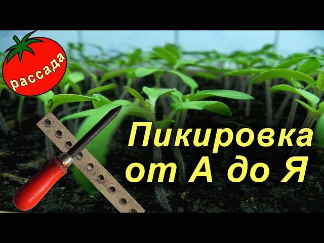 ΠΏΠΈΠΊΠΈΡΠΎΠ²ΠΊΠ° ΠΏΠΎΠΌΠΈΠ΄ΠΎΡ Π² ΠΌΠ°ΡΡΠ΅. Π‘ΠΌΠΎΡΡΠ΅ΡΡ ΡΠΎΡΠΎ ΠΏΠΈΠΊΠΈΡΠΎΠ²ΠΊΠ° ΠΏΠΎΠΌΠΈΠ΄ΠΎΡ Π² ΠΌΠ°ΡΡΠ΅. Π‘ΠΌΠΎΡΡΠ΅ΡΡ ΠΊΠ°ΡΡΠΈΠ½ΠΊΡ ΠΏΠΈΠΊΠΈΡΠΎΠ²ΠΊΠ° ΠΏΠΎΠΌΠΈΠ΄ΠΎΡ Π² ΠΌΠ°ΡΡΠ΅. ΠΠ°ΡΡΠΈΠ½ΠΊΠ° ΠΏΡΠΎ ΠΏΠΈΠΊΠΈΡΠΎΠ²ΠΊΠ° ΠΏΠΎΠΌΠΈΠ΄ΠΎΡ Π² ΠΌΠ°ΡΡΠ΅. Π€ΠΎΡΠΎ ΠΏΠΈΠΊΠΈΡΠΎΠ²ΠΊΠ° ΠΏΠΎΠΌΠΈΠ΄ΠΎΡ Π² ΠΌΠ°ΡΡΠ΅ ΠΏΠΈΠΊΠΈΡΠΎΠ²ΠΊΠ° ΠΏΠΎΠΌΠΈΠ΄ΠΎΡ Π² ΠΌΠ°ΡΡΠ΅. Π‘ΠΌΠΎΡΡΠ΅ΡΡ ΡΠΎΡΠΎ ΠΏΠΈΠΊΠΈΡΠΎΠ²ΠΊΠ° ΠΏΠΎΠΌΠΈΠ΄ΠΎΡ Π² ΠΌΠ°ΡΡΠ΅. Π‘ΠΌΠΎΡΡΠ΅ΡΡ ΠΊΠ°ΡΡΠΈΠ½ΠΊΡ ΠΏΠΈΠΊΠΈΡΠΎΠ²ΠΊΠ° ΠΏΠΎΠΌΠΈΠ΄ΠΎΡ Π² ΠΌΠ°ΡΡΠ΅. ΠΠ°ΡΡΠΈΠ½ΠΊΠ° ΠΏΡΠΎ ΠΏΠΈΠΊΠΈΡΠΎΠ²ΠΊΠ° ΠΏΠΎΠΌΠΈΠ΄ΠΎΡ Π² ΠΌΠ°ΡΡΠ΅. Π€ΠΎΡΠΎ ΠΏΠΈΠΊΠΈΡΠΎΠ²ΠΊΠ° ΠΏΠΎΠΌΠΈΠ΄ΠΎΡ Π² ΠΌΠ°ΡΡΠ΅