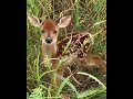 Baby deer sound