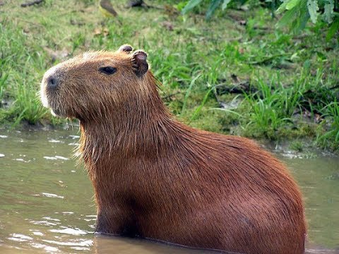 download lagu mp3 mp4 Capivara, download lagu Capivara gratis, unduh video klip Capivara