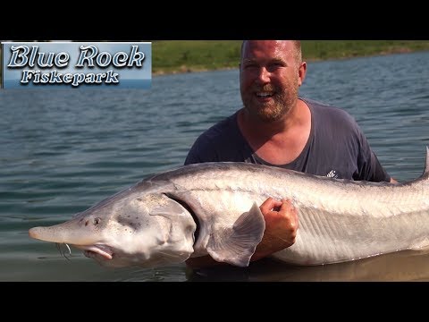 50 kg Stør fra Blue Rock