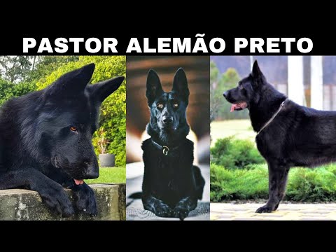 O pastor alemão preto - tudo o que você precisa saber!