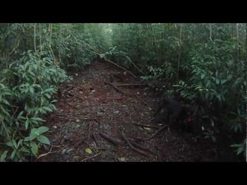 First solo hunt, 3 dog action