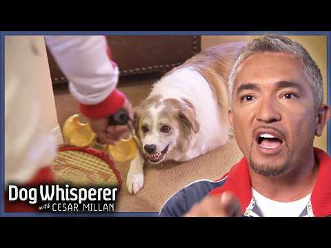 Aggressive Aussie Shepherd Threatens Cesar Over Food | Dog Whisperer With Cesar Millan