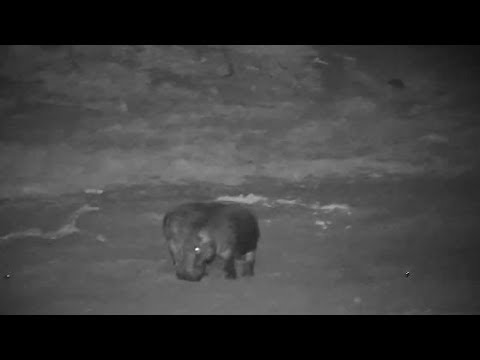 Djuma: Two Hippos playing in dry dam area - 21:24 - 09/24/19