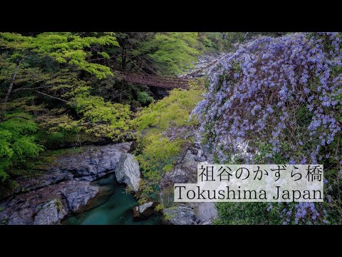秘境に咲く藤と歴史を伝える橋/祖谷のかずら橋と藤の花　Iya Vine Bridge Wisteria