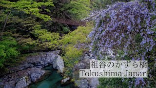 秘境に咲く藤と歴史を伝える橋/祖谷のかずら橋と藤の花　Iya Vine Bridge Wisteria