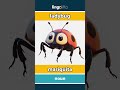 ladybug - mariquita video thumbnail