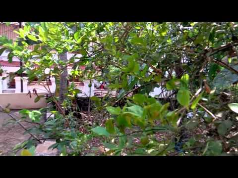 Maizu camara test video by saboor