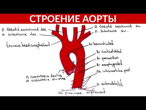 Строение Аорты Анатомия