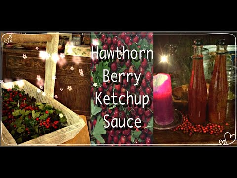STORY #20 of 2023/ Wild Foraged Hawthorn Ketchup Recipe #foraginghaws  #hawthornketchuprecipe