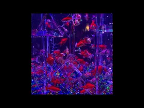 [free] new jazz x pluggnb type beat - ''fishtank'' prod. Tob