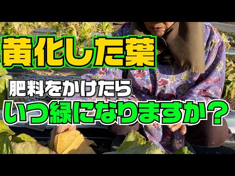 トマト: 苗の葉が黄色くなっているのはなぜですか?何をするか？  庭園