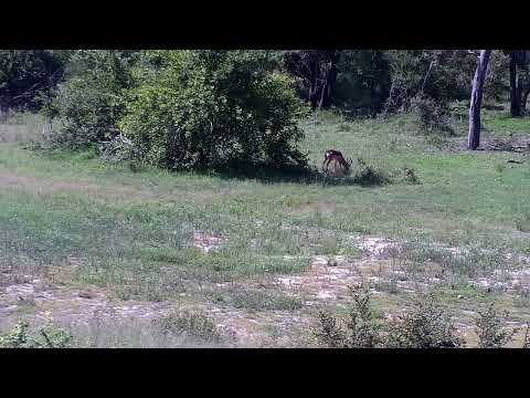 Djuma: Impala ram feeding across the dam - 14:49 - 01/04/2023