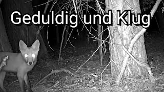 Der Wald hoert mit