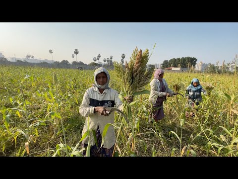 Making of Ponk or Tender Jowar | Journey from Farm to Table | Indian Street Food